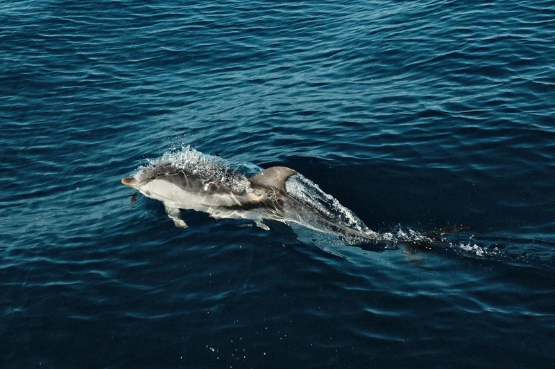Dolphin
