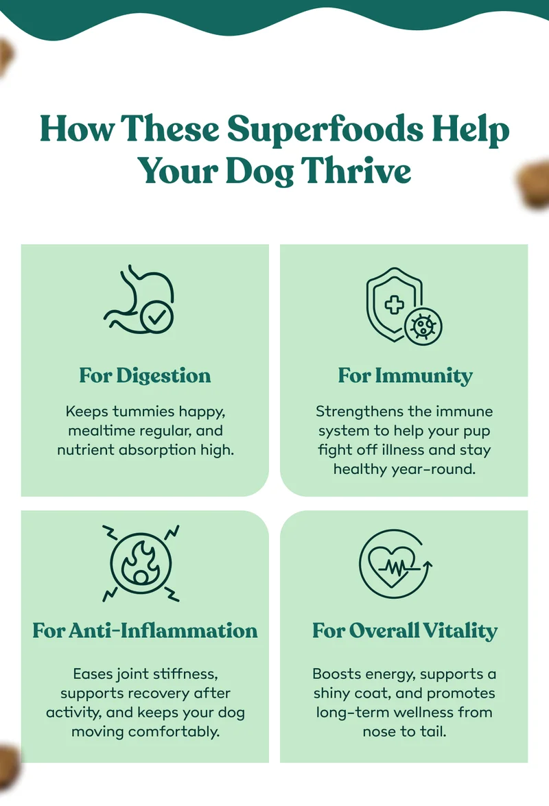 How These Superfoods Help Your Dog Thrive