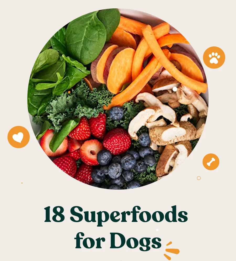 18 Superfoods For Dogs