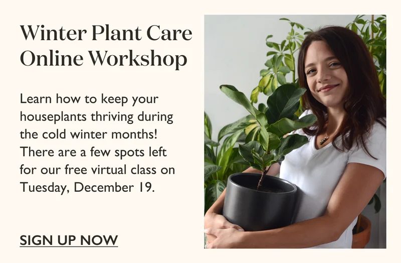 Learn how to keep your houseplants thriving during the cold winter months! There are a few spots left for our free virtual class on Tuesday, December 19.