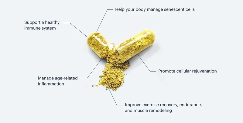 Help your body manage senescent cells | Support a healthy immune system