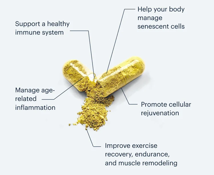 Help your body manage senescent cells | Support a healthy immune system