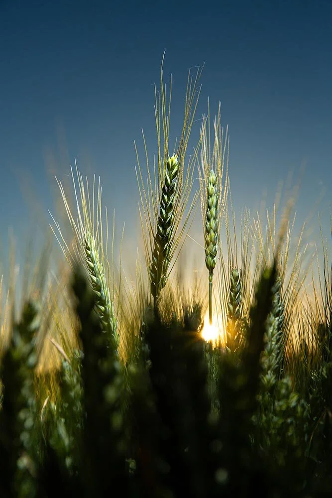 a closeup of wheat stalks