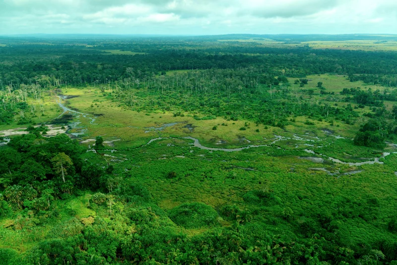 Odzala-Kokoua National Park is a vital refuge for forest elephants and gorillas, but as deforestation pushes deeper, human-wildlife encounters—and the legends they inspire—are on the rise.