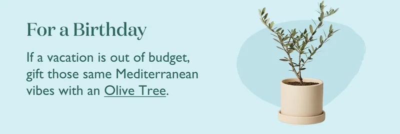 For a Birthday: If vacation is out of budget, gift those same Mediterranean vibes with an Olive Tree.