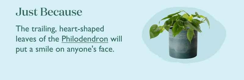 Just Because: The trailing, heart-shaped leaves of the Philodendron will put a smile on anyone's face.