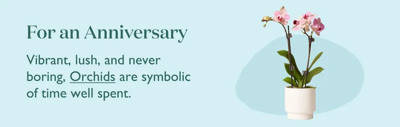 For an Anniversary: Vibrant, lush, and never boring, Orchids are symbolic of time well spent.