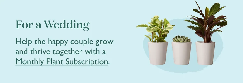 For a Wedding: Help the happy couple grow and thrive together with a Monthly Plant Subscription.