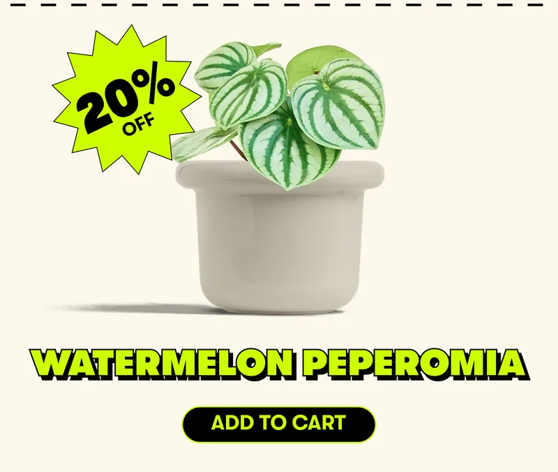 WATERMELON PEPEROMIA [ADD TO CART]