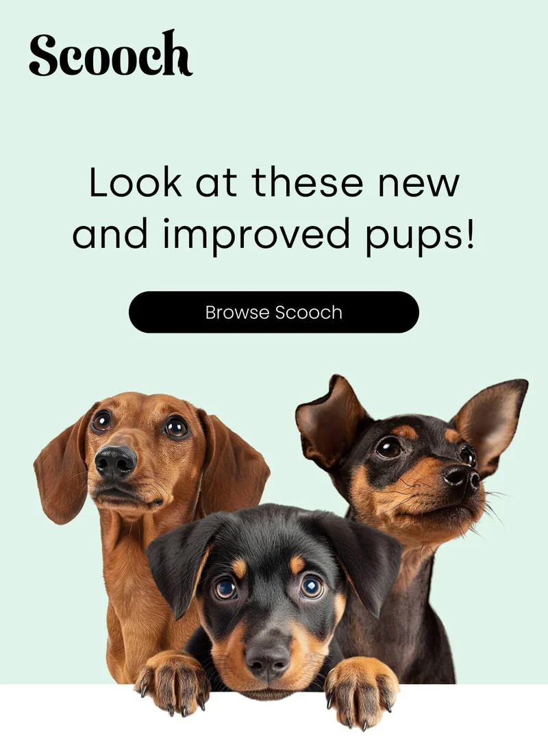 Look at these new and improved pups!