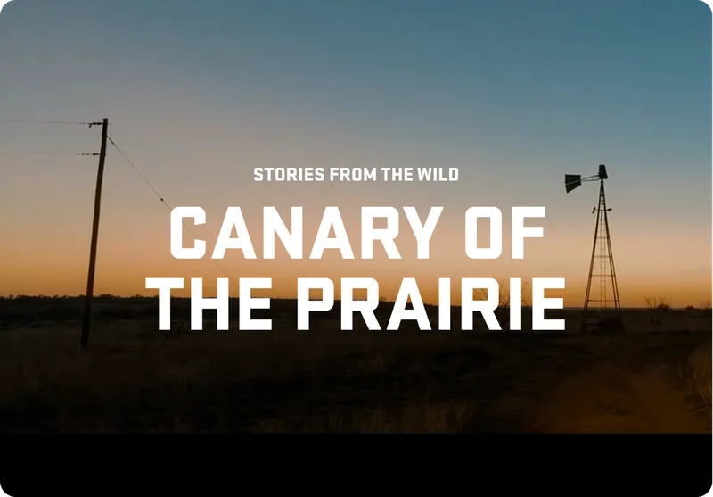 Canary Of The Prairie