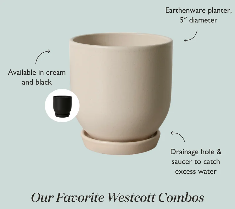 Meet The NEW Westcott Planter, available in cream and black, with a drainage hole and saucer.