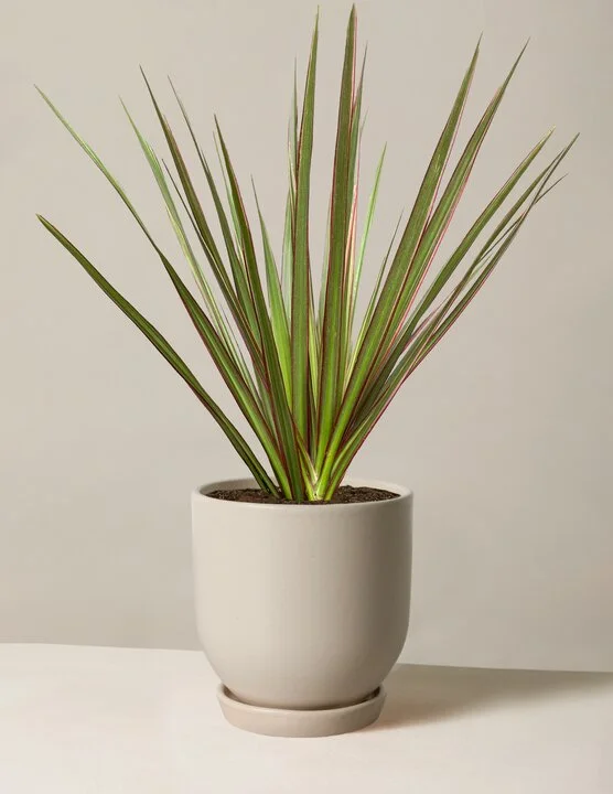 Shop Dracaena