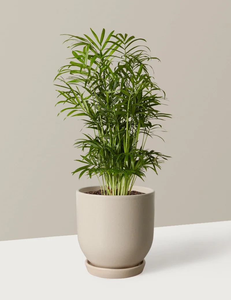 Shop Parlor Palm