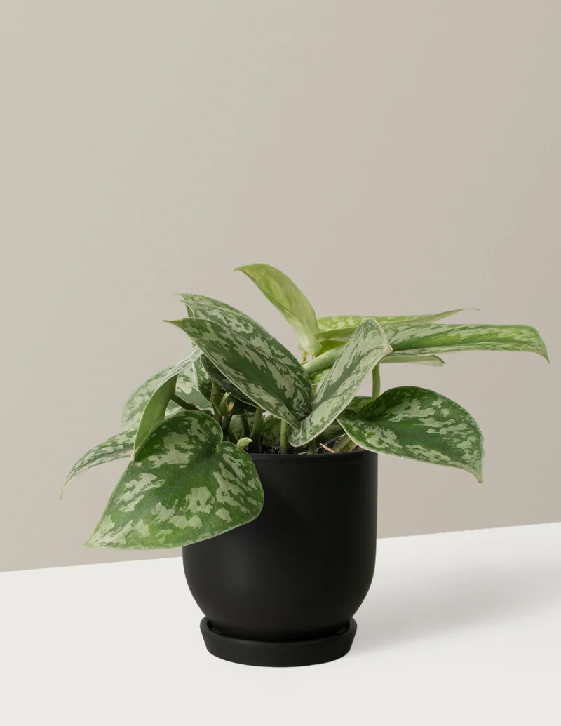 Shop Satin Pothos