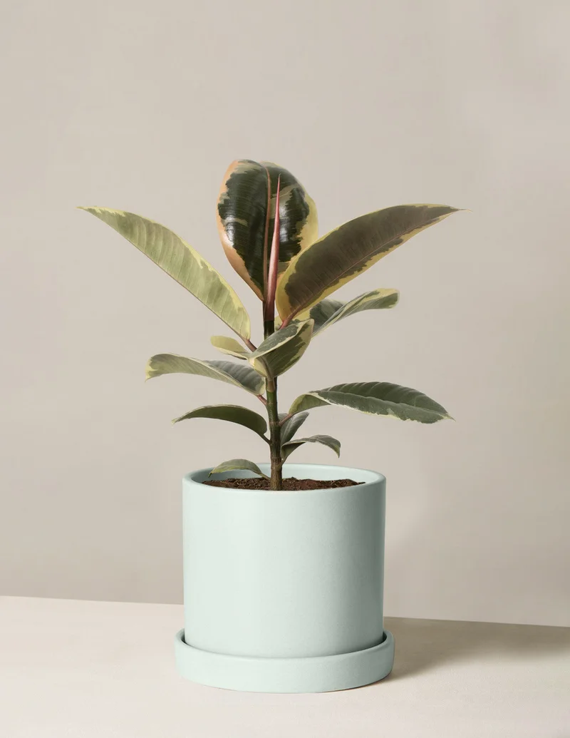 Image of Ficus Tineke