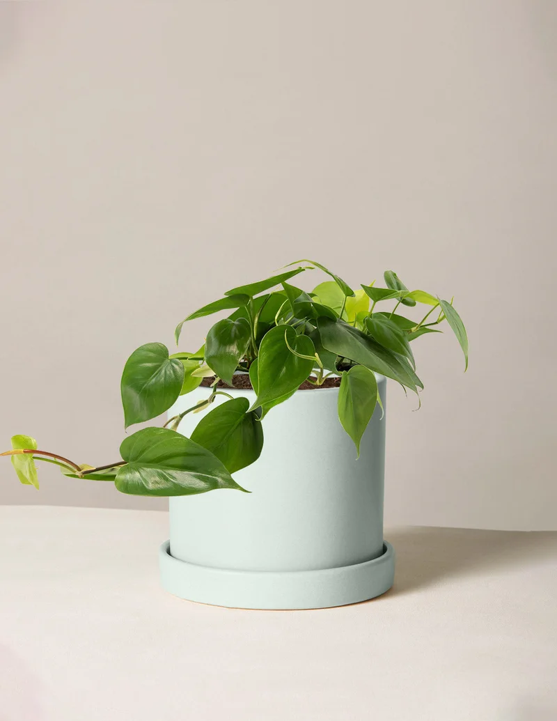 Image of Philodendron Green