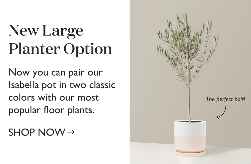 New Large Planter Option Available! Shop Large Houseplants Now
