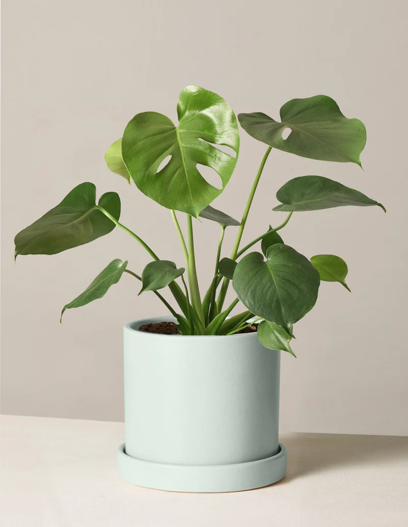 Image of Monstera Deliciosa