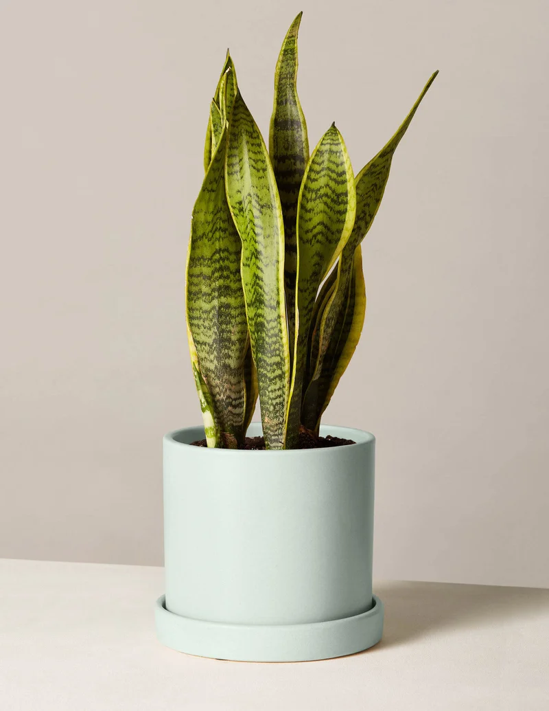 Image of Snake Plant Laurentii