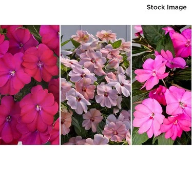 Cottage Farms 3-Piece Color Me Stunning SunPatiens Live Plants