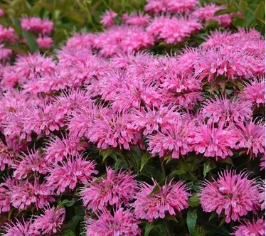 Roberta's 3-Piece BeeMine Beebalm Live Plants