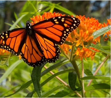Roberta's 3-Piece Native Butterfly Asclepias Live Plants
