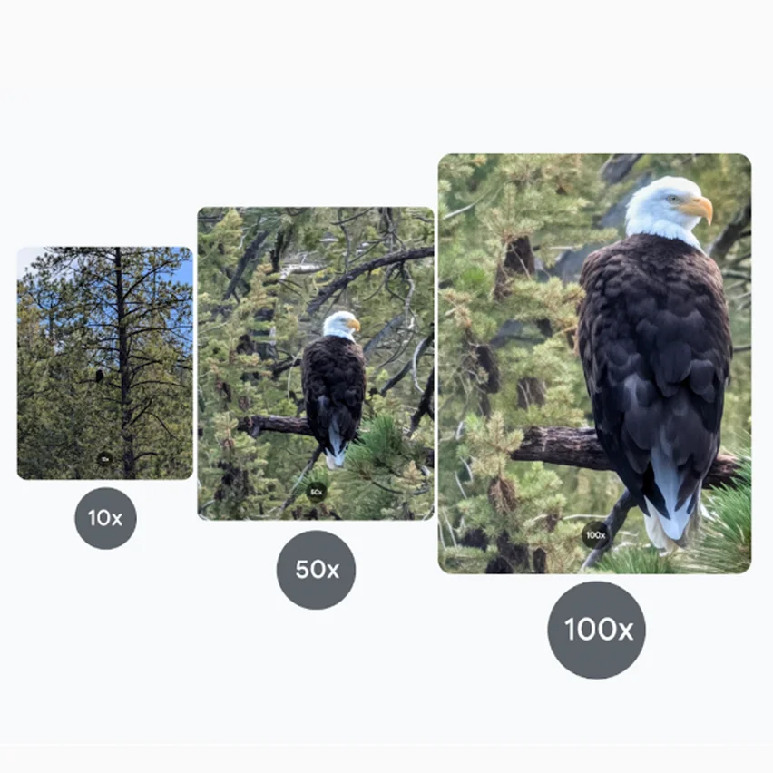 Bald eagle in pine tree, three images at increasing magnification.