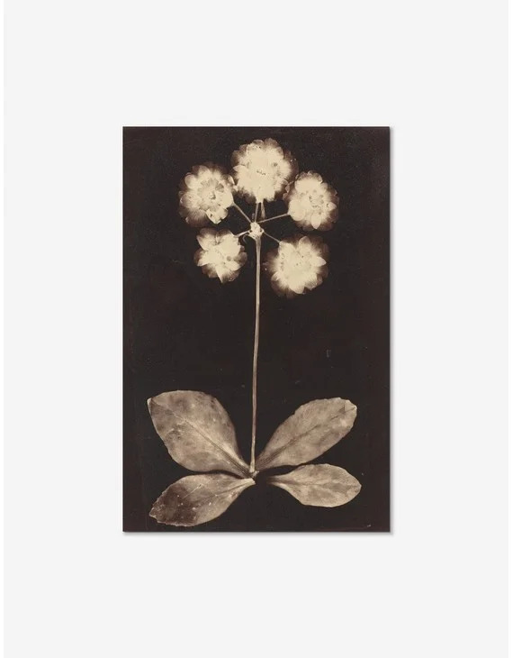 Botanical Photogram Print - Unframed / Unframed / 9" x 14"