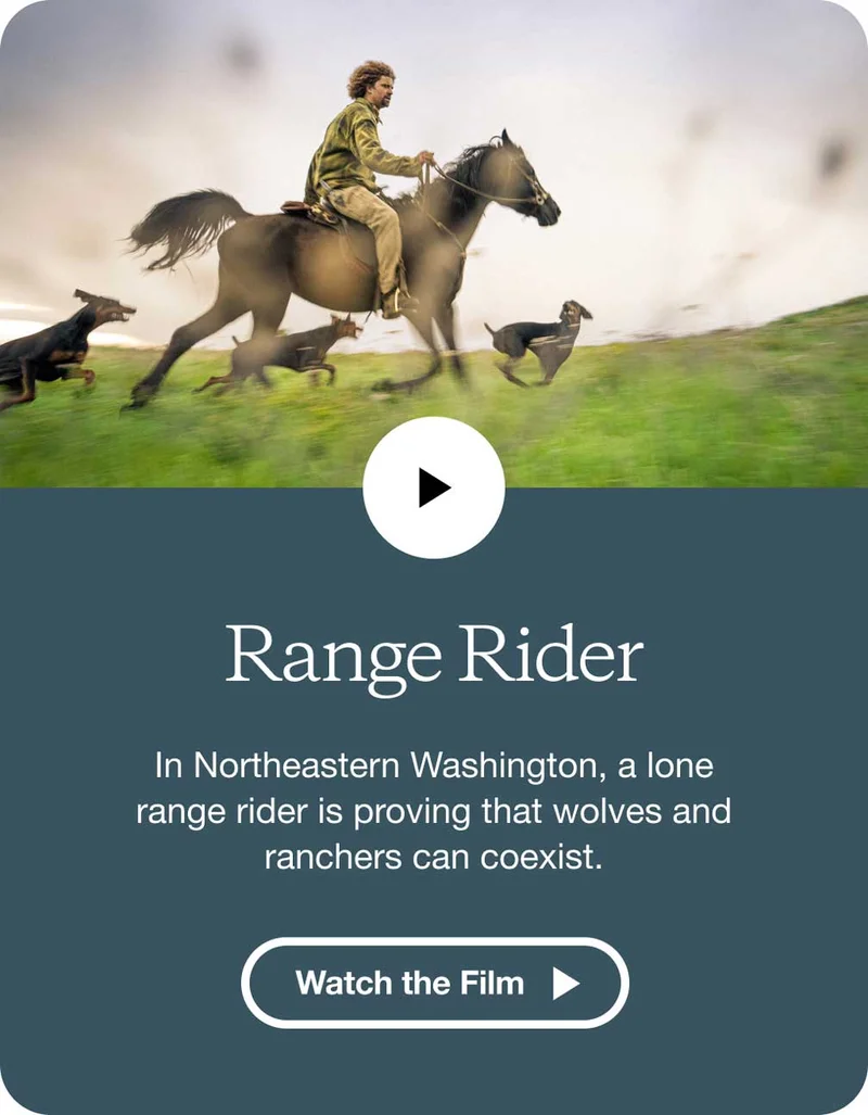 A person riding a horse through a field with dogs.