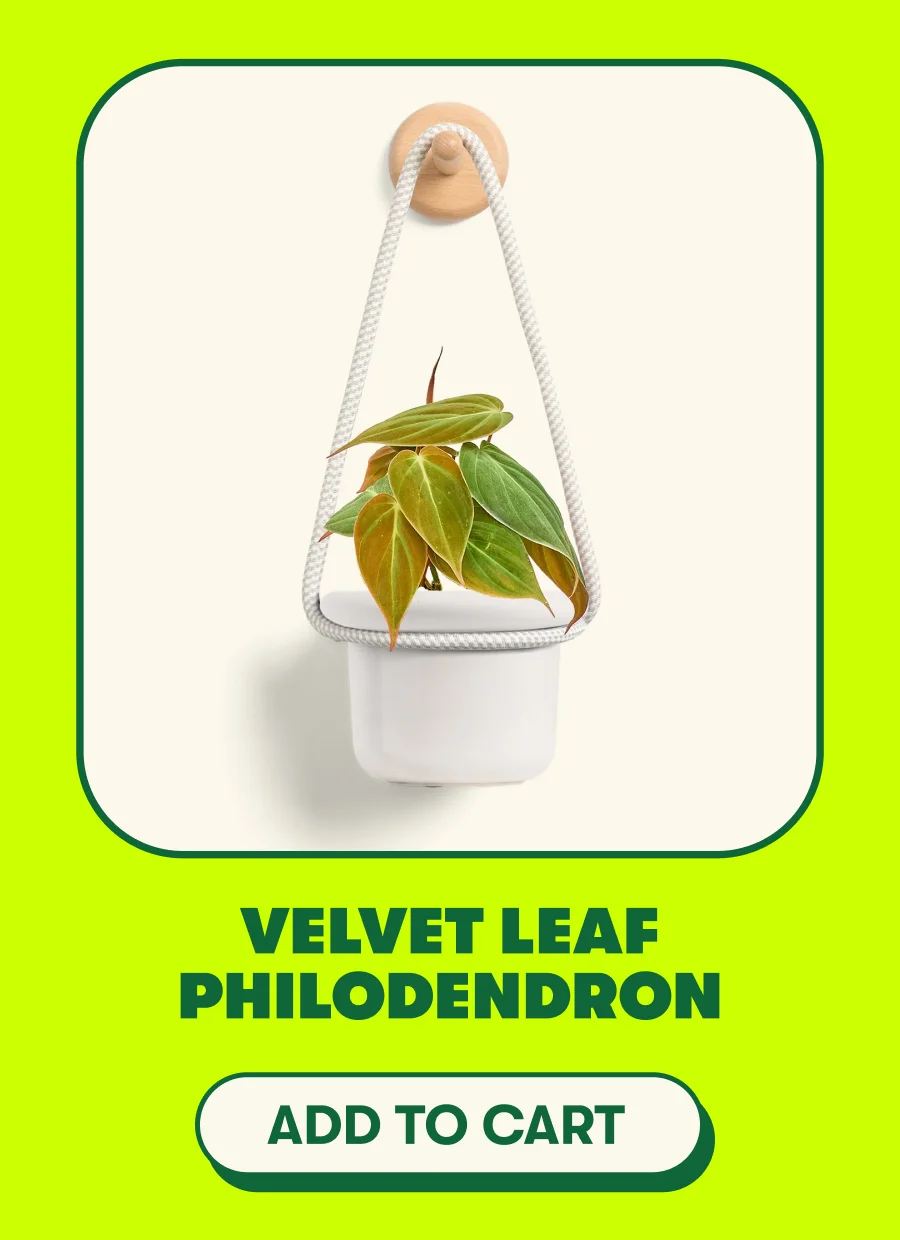 VELVET LEAF PHILODENDRON  [ADD TO CART]