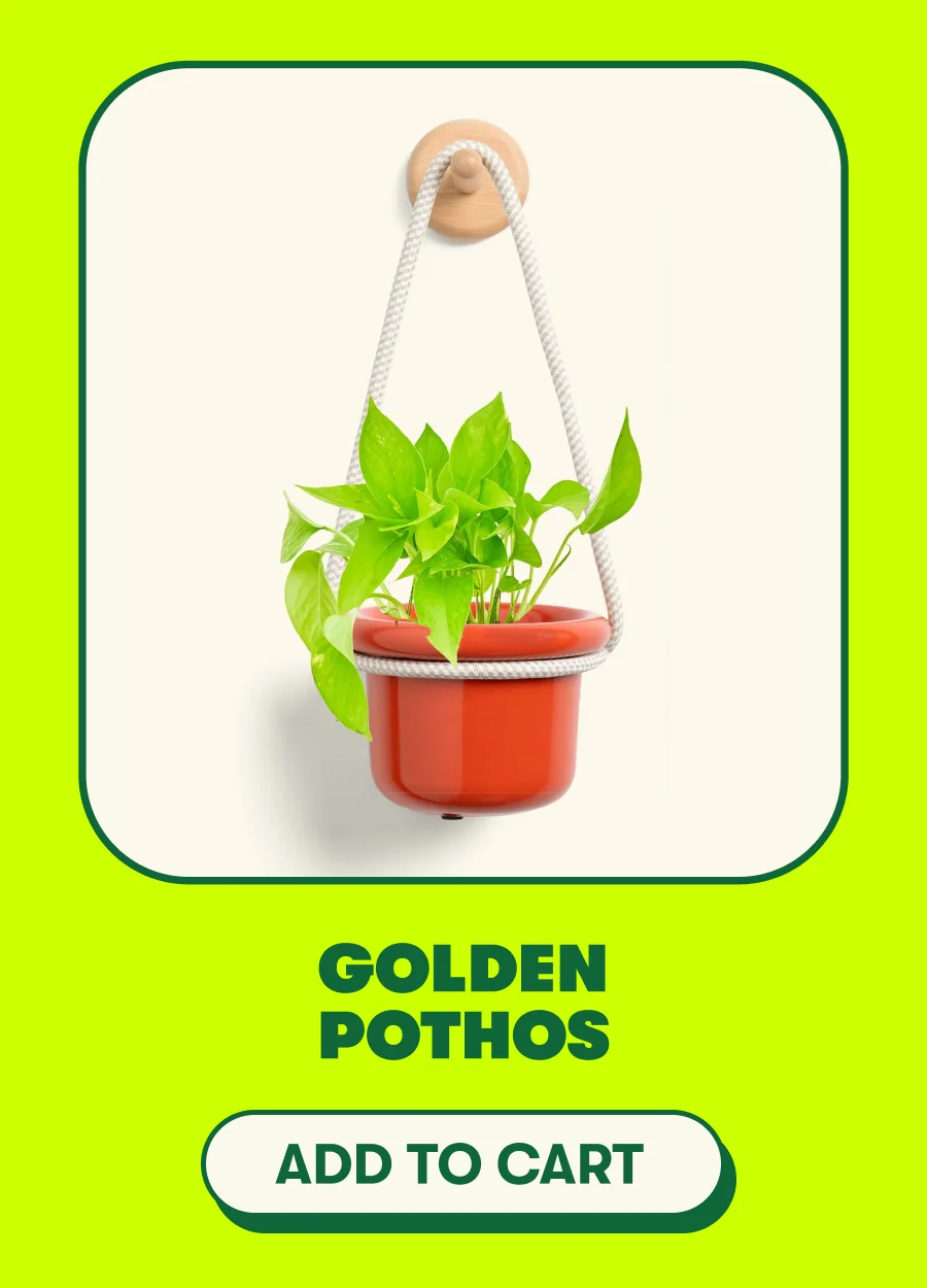 Golden Pothos [ADD TO CART]