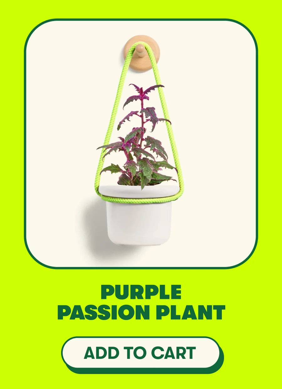 Purple Passion Plant [ADD TO CART]