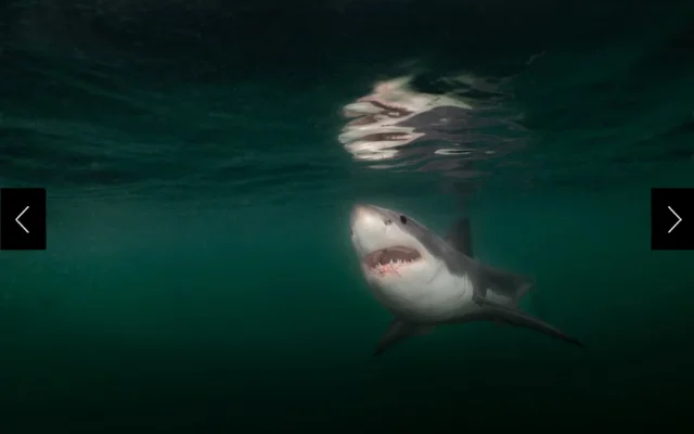 A juvenile great white shark, about 10 feet long, swims beneath the surface about 15 miles off the coast of Harpswell, Maine.