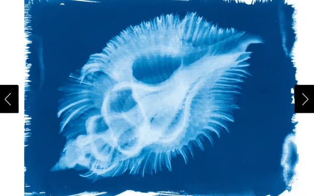 A photo capturing the interior structure of Chicoreus Miyokoae