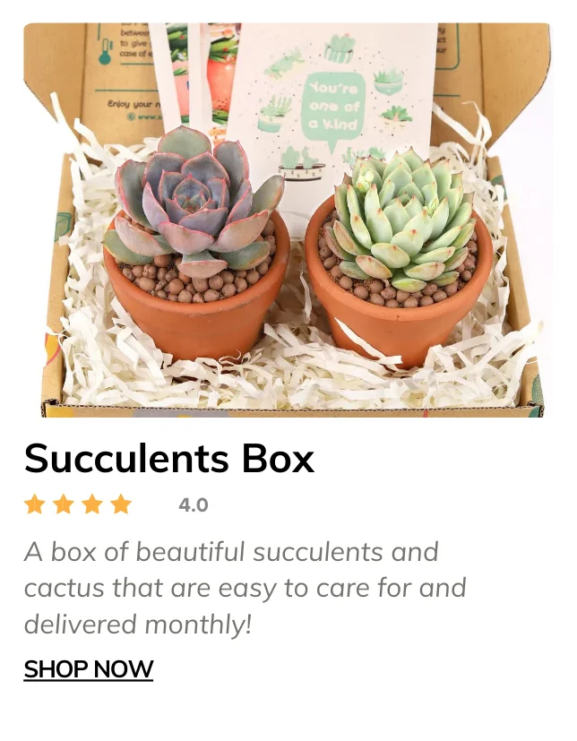 Succulents Box