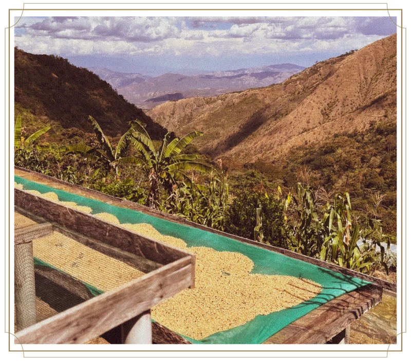 Peru Churupampa: The Tocto family farm serves as a model site for testing new practices and post-harvest techniques