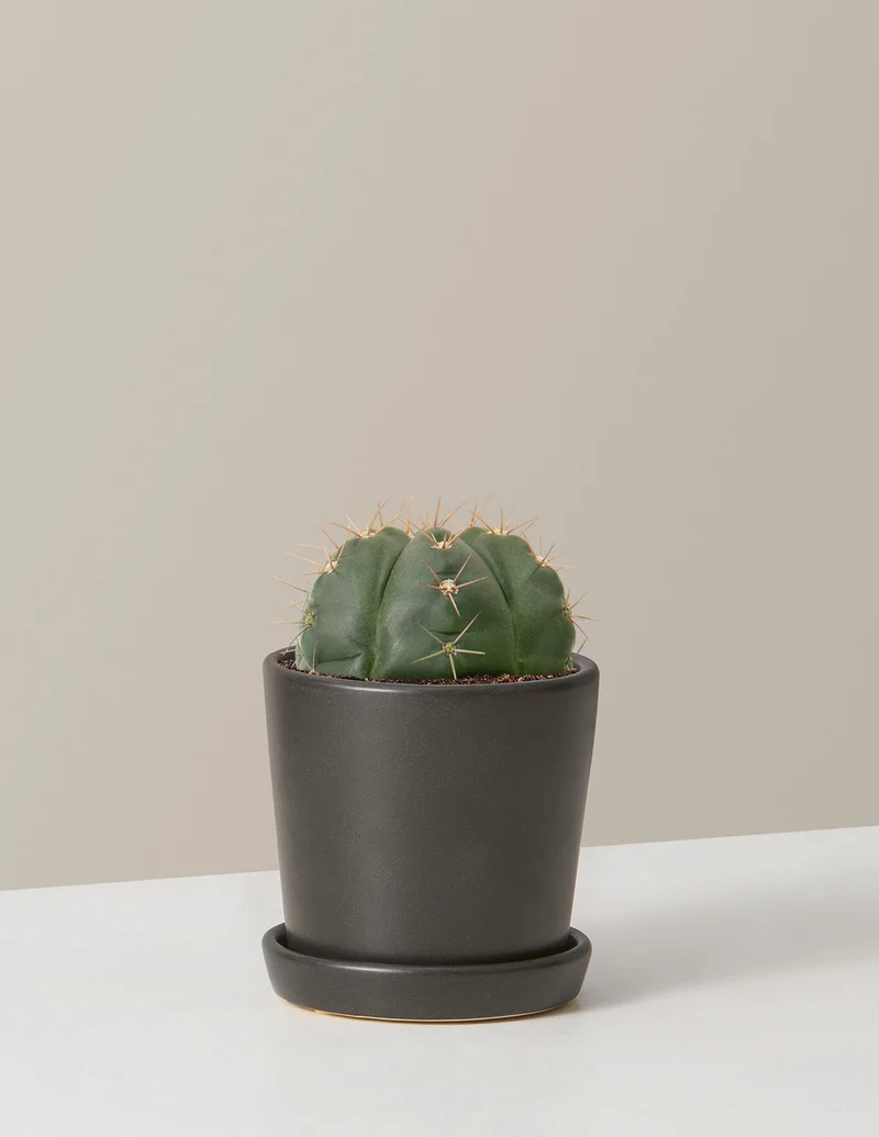Image of Ball Cactus