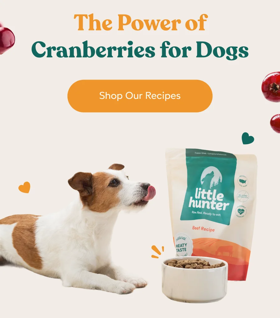 The Power of Cranberries for Dogs