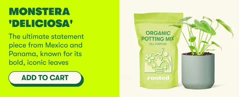 Monstera 'Deliciosa' The ultimate statement piece from Mexico and Panama, known for its bold, iconic leaves [ADD TO CART ]