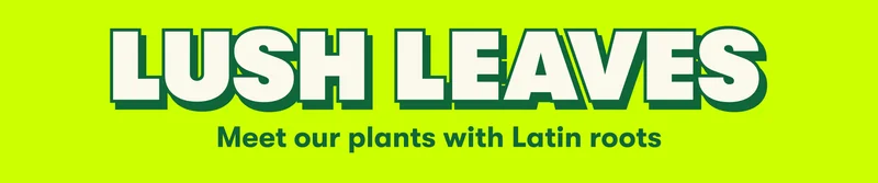 LUSH LEAVES Meet our plants with Latin roots