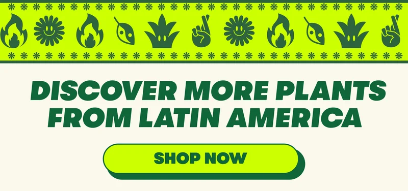 DISCOVER MORE PLANTS FROM LATIN AMERICA [SHOP NOW]