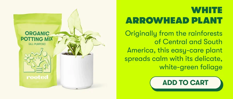 White Arrowhead Plant Originally from the rainforests of Central and South America, this easy-care plant spreads calm with its delicate, white-green foliage [ADD TO CART]
