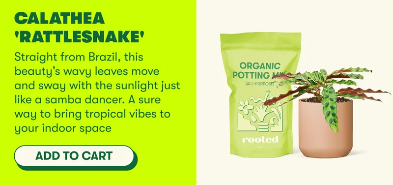 Calathea 'Rattlesnake' Straight from Brazil, this beauty’s wavy leaves move and sway with the sunlight just like a samba dancer. A sure way to bring tropical vibes to your indoor space [ADD TO CART]