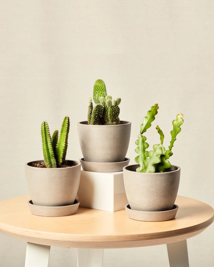 enchanted desert trio