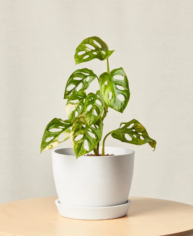 variegated monstera adansonii