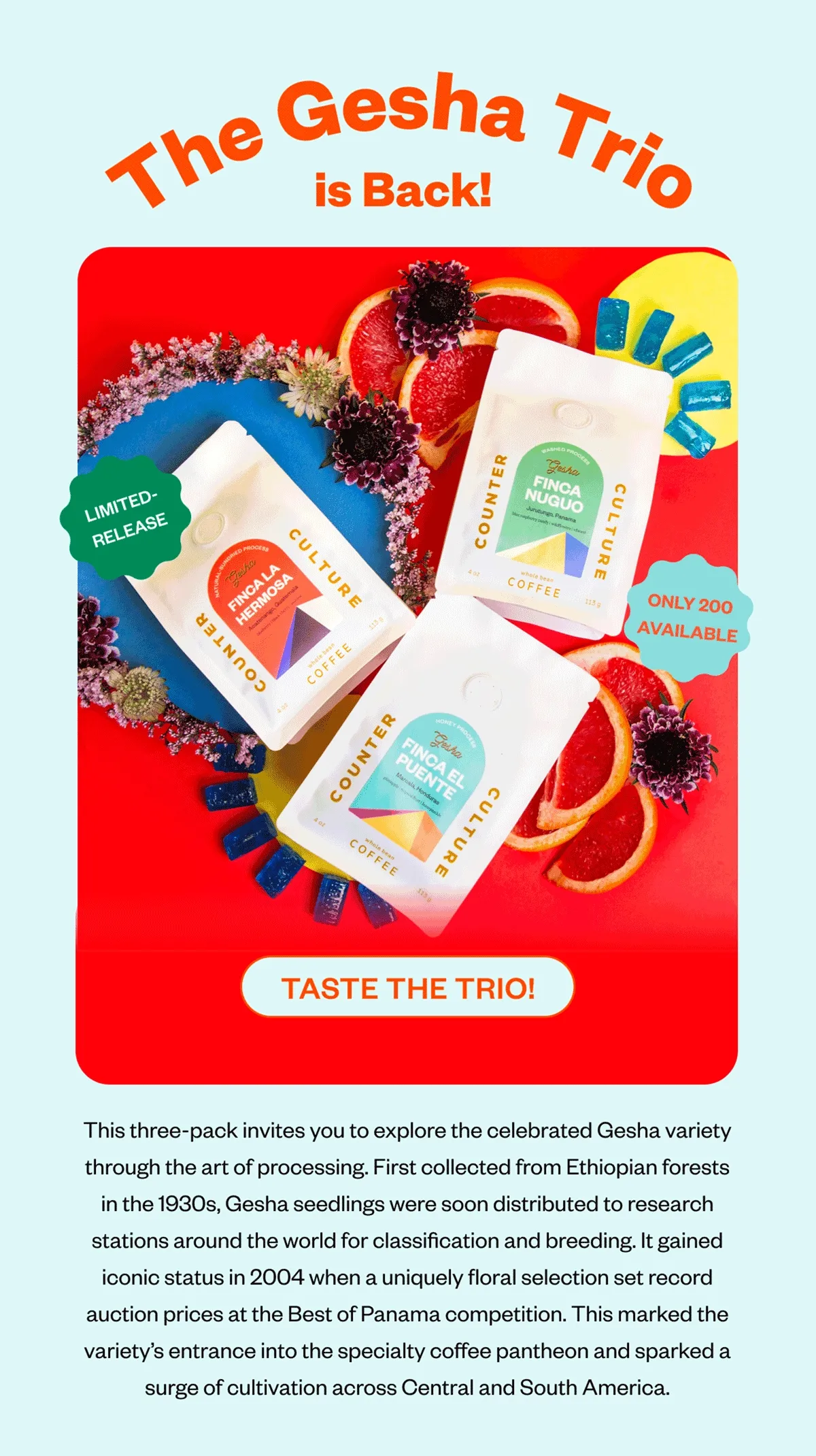 Gesha Trio is back Taste the Trio!This three-pack invites you to explore the celebrated Gesha variety through the art of processing. First collected from Ethiopian forests in the 1930s, Gesha seedlings were soon distributed to research stations around the world for classification and breeding. It gained iconic status in 2004 when a uniquely floral selection set record auction prices at the Best of Panama competition. This marked the variety’s entrance into the specialty coffee pantheon and sparked a surge of cultivation across Central and South America.