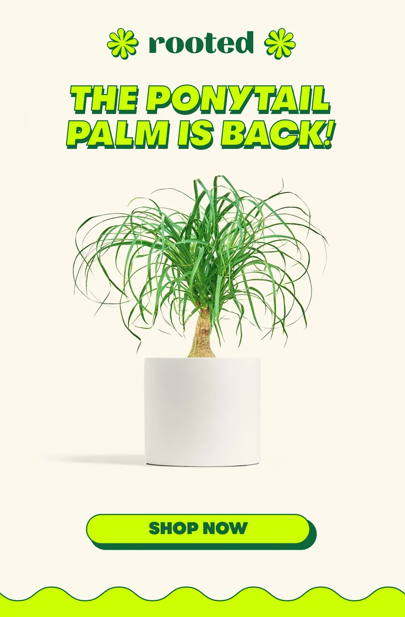 Ponytail Palm