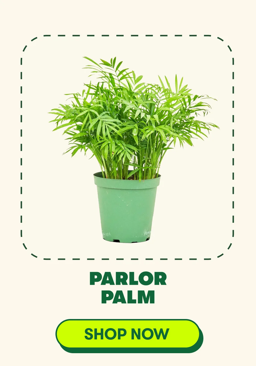 Parlor Palm