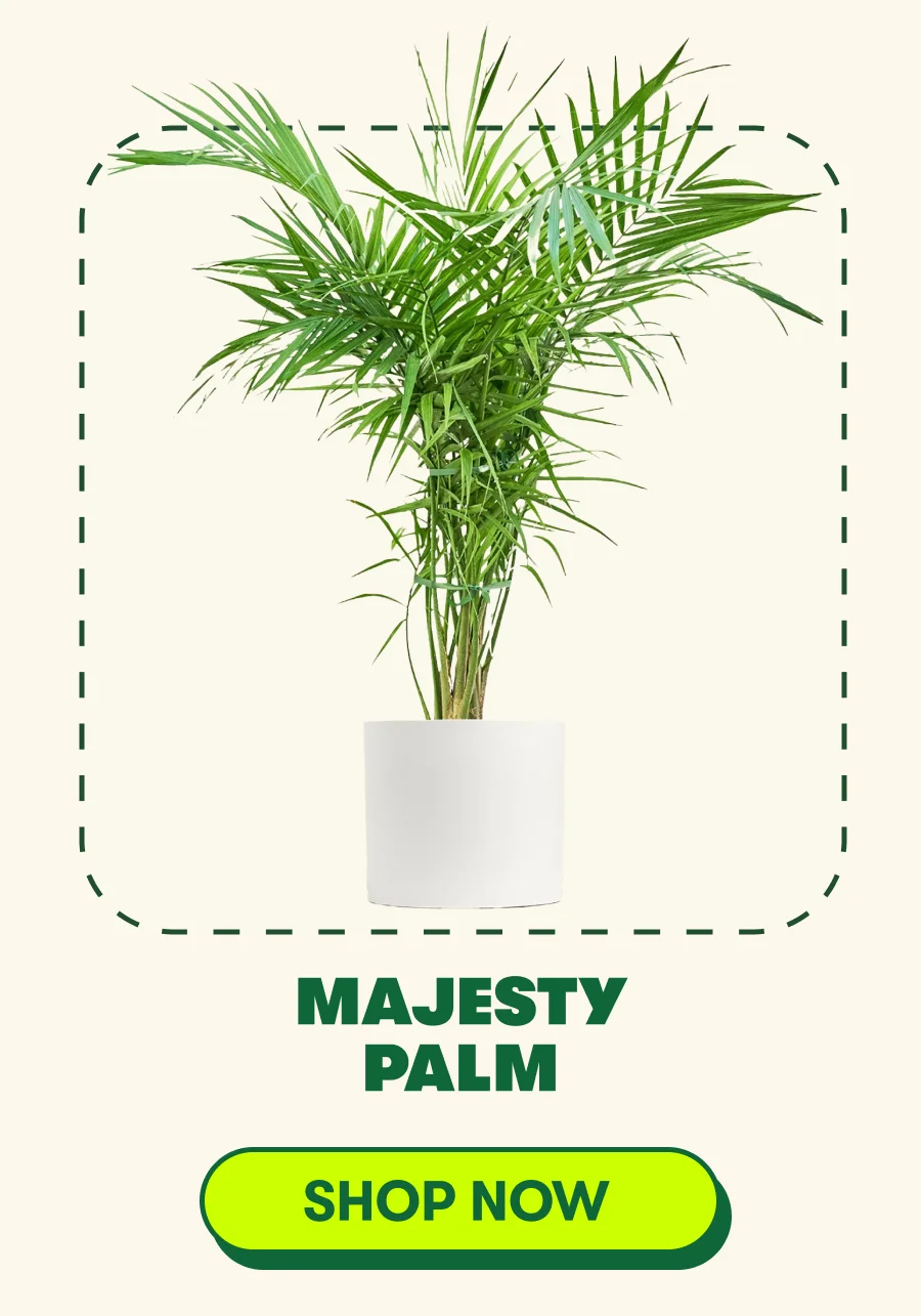 Majesty Palm